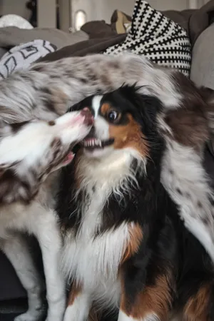 Buzz and River playing together