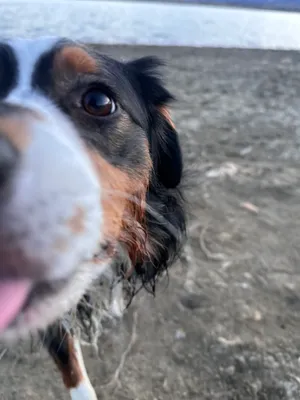 Super close up view of Buzz at the beach with his nose 'booping' the camera