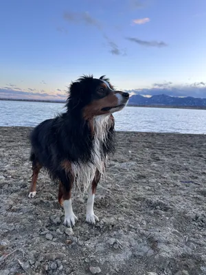 Buzz looking handsome on the beach