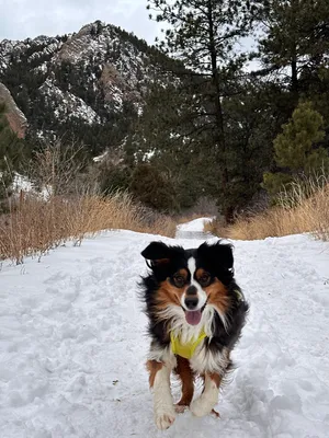 Buzz on a winter trail run